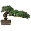 Pinus parviflora, 30,5 cm, ± 20 years old, with a small chip of one edge of the pot