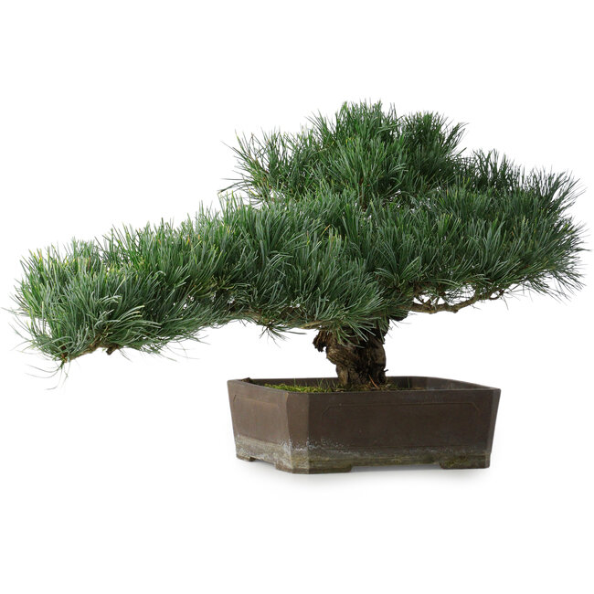 Pinus parviflora, 30,5 cm, ± 20 years old, with a small chip of one edge of the pot
