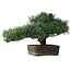 Pinus parviflora, 30,5 cm, ± 20 years old, with a small chip of one edge of the pot