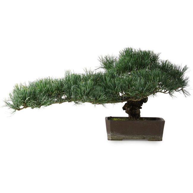 Pinus parviflora, 30,5 cm, ± 20 years old, with a small chip of one edge of the pot