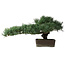 Pinus parviflora, 30,5 cm, ± 20 years old, with a small chip of one edge of the pot