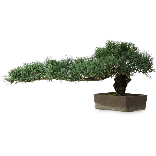 Pinus parviflora, 30,5 cm, ± 20 years old, with a small chip of one edge of the pot