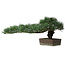 Pinus parviflora, 30,5 cm, ± 20 years old, with a small chip of one edge of the pot