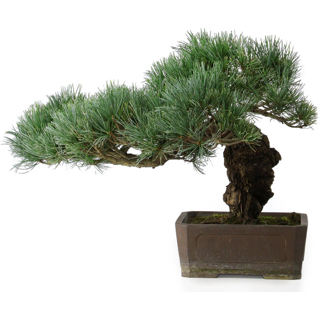 Pinus parviflora, 30,5 cm, ± 20 years old, with a small chip of one edge of the pot