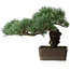 Pinus parviflora, 30,5 cm, ± 20 years old, with a small chip of one edge of the pot