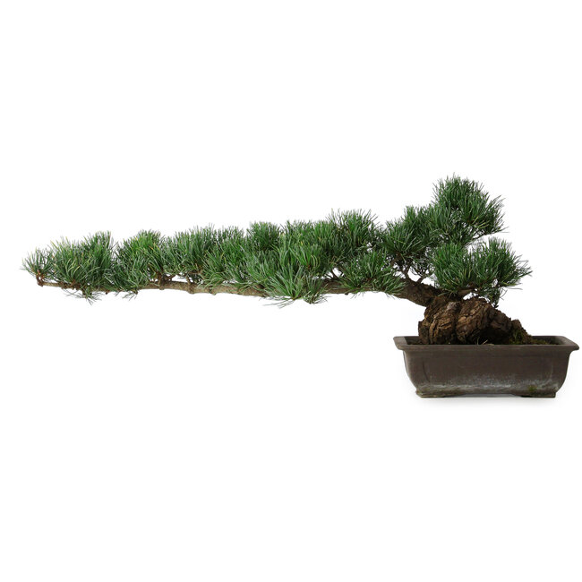 Pinus parviflora, 27 cm, ± 20 years old