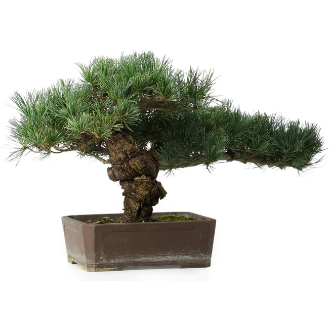 Pinus parviflora, 30,5 cm, ± 20 years old, with a small chip of one edge of the pot