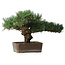 Pinus parviflora, 30,5 cm, ± 20 years old, with a small chip of one edge of the pot