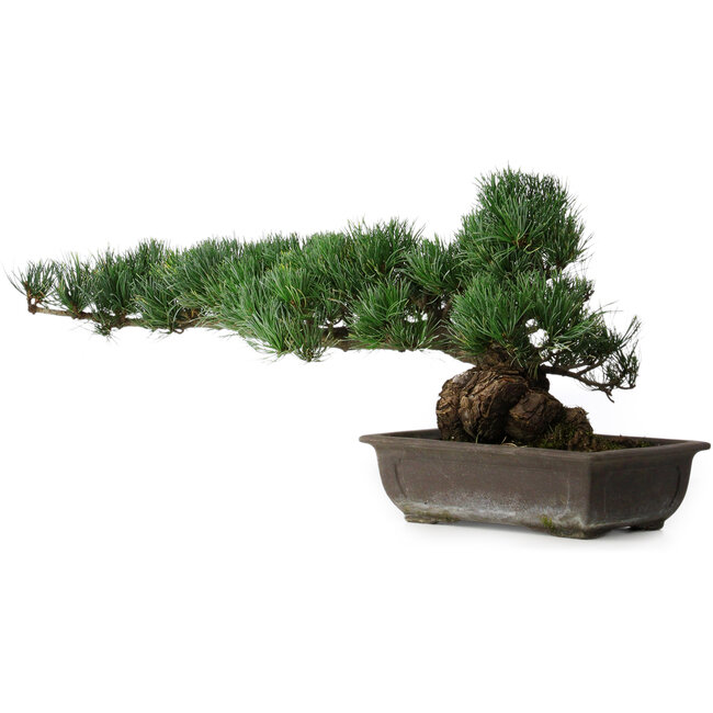 Pinus parviflora, 27 cm, ± 20 years old