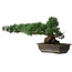 Pinus parviflora, 27 cm, ± 20 years old