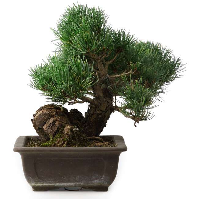 Pinus parviflora, 27 cm, ± 20 years old