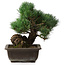 Pinus parviflora, 27 cm, ± 20 years old