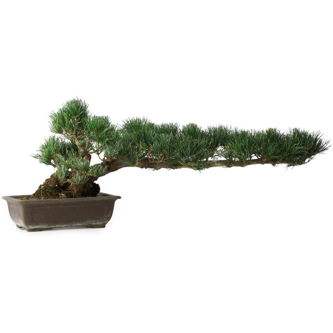 Pinus parviflora, 27 cm, ± 20 years old