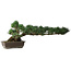 Pinus parviflora, 27 cm, ± 20 years old