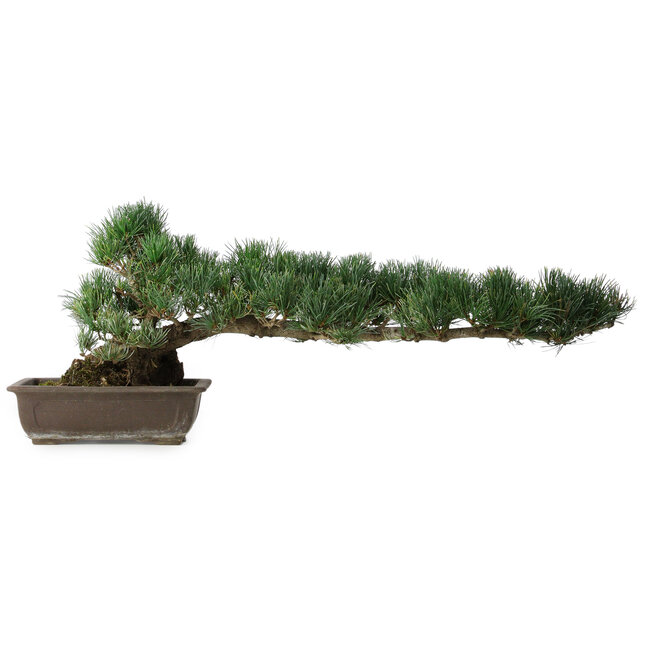 Pinus parviflora, 27 cm, ± 20 years old