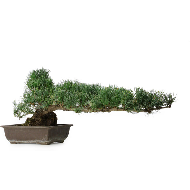 Pinus parviflora, 27 cm, ± 20 years old