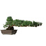 Pinus parviflora, 27 cm, ± 20 years old