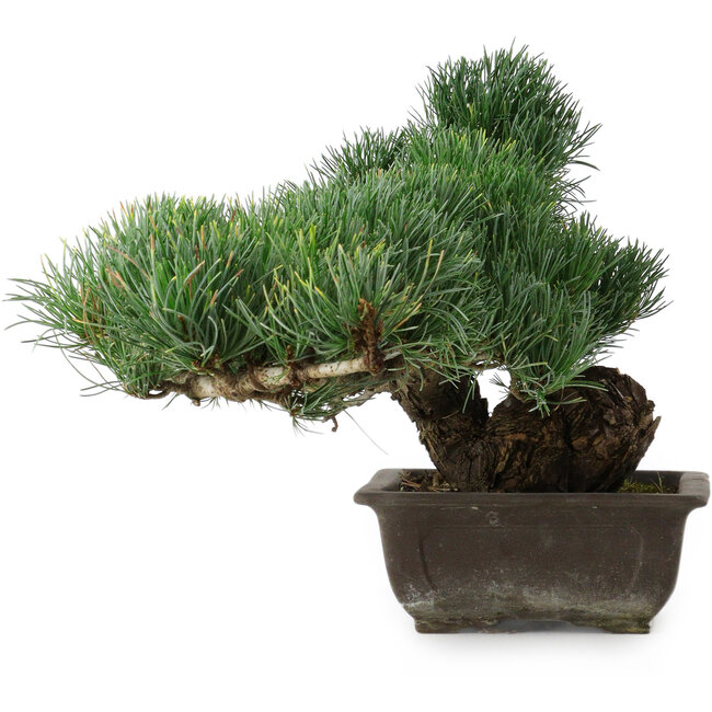 Pinus parviflora, 27 cm, ± 20 years old