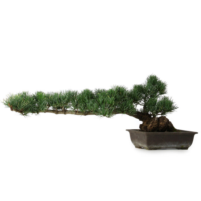 Pinus parviflora, 27 cm, ± 20 years old