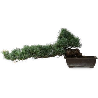Pinus parviflora, 27 cm, ± 20 years old
