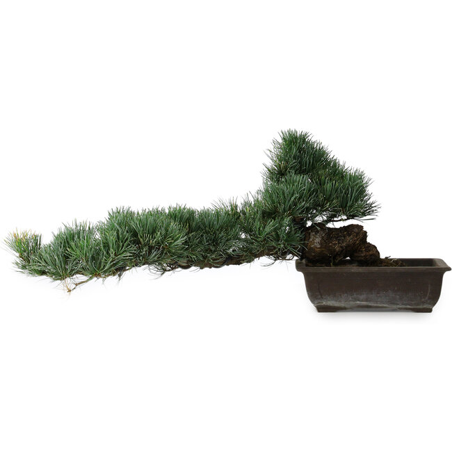 Pinus parviflora, 27 cm, ± 20 years old