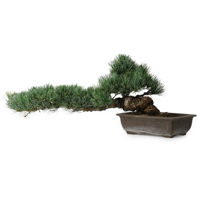 Pinus parviflora, 27 cm, ± 20 years old