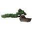 Pinus parviflora, 27 cm, ± 20 years old