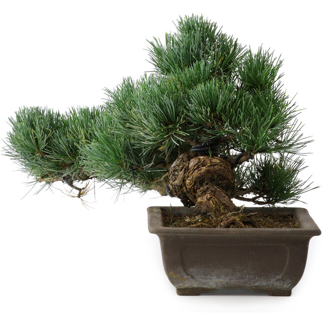 Pinus parviflora, 27 cm, ± 20 years old