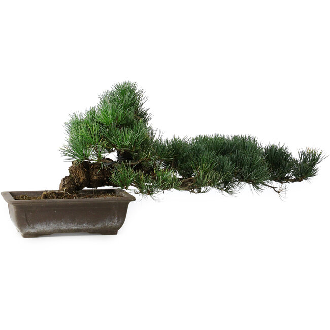 Pinus parviflora, 27 cm, ± 20 years old