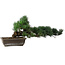 Pinus parviflora, 27 cm, ± 20 years old