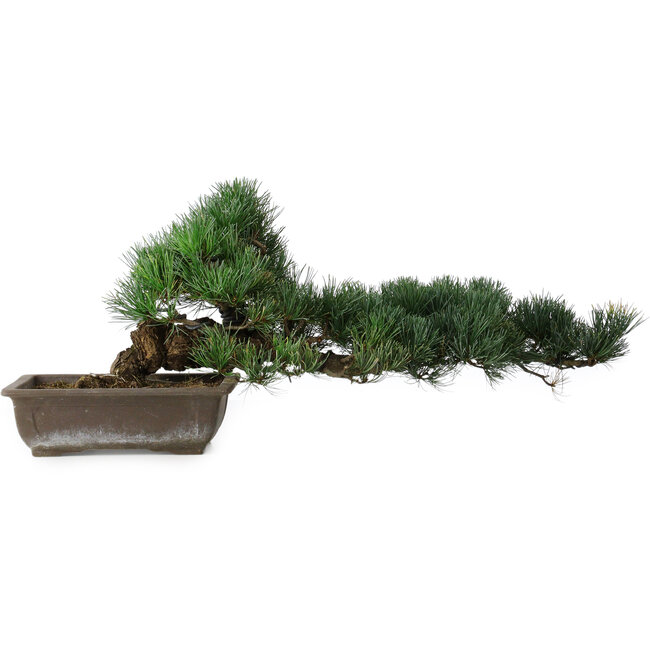 Pinus parviflora, 27 cm, ± 20 years old