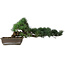 Pinus parviflora, 27 cm, ± 20 years old
