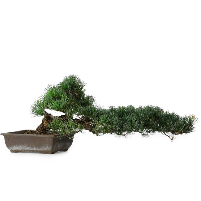 Pinus parviflora, 27 cm, ± 20 years old