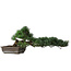 Pinus parviflora, 27 cm, ± 20 years old