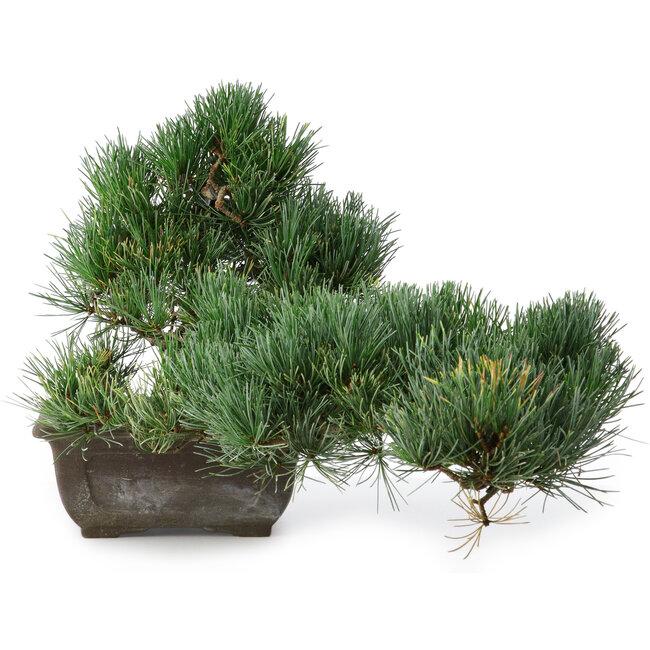 Pinus parviflora, 27 cm, ± 20 years old