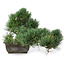 Pinus parviflora, 27 cm, ± 20 years old