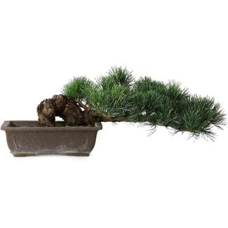 Pinus parviflora, 14,5 cm, ± 20 years old
