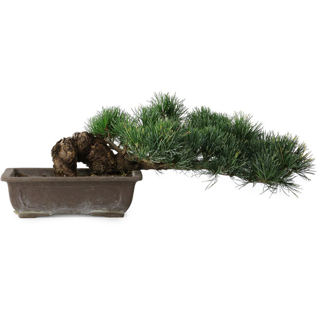 Pinus parviflora, 14,5 cm, ± 20 years old