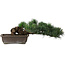 Pinus parviflora, 14,5 cm, ± 20 years old