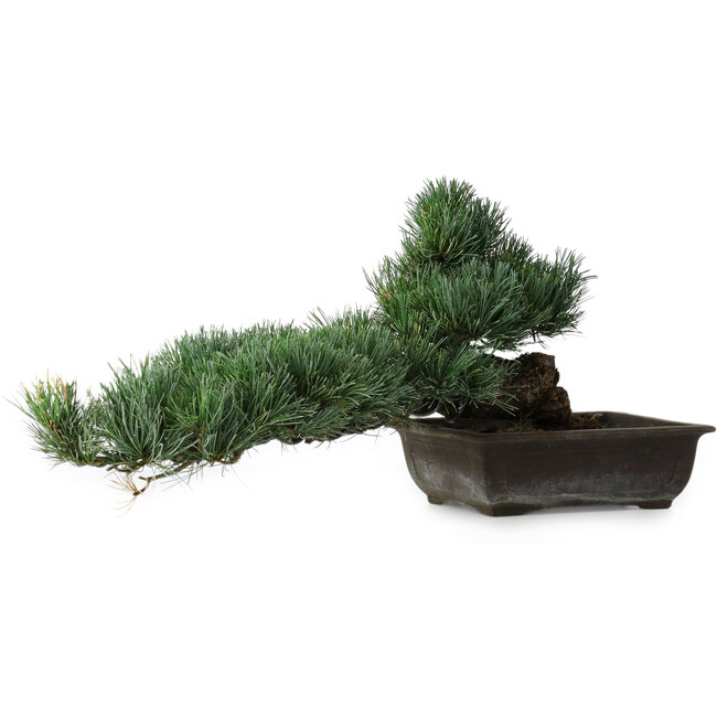 Pinus parviflora, 27 cm, ± 20 years old