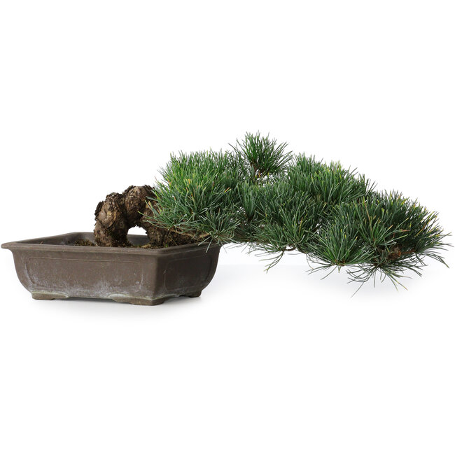 Pinus parviflora, 14,5 cm, ± 20 years old