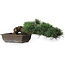 Pinus parviflora, 14,5 cm, ± 20 years old