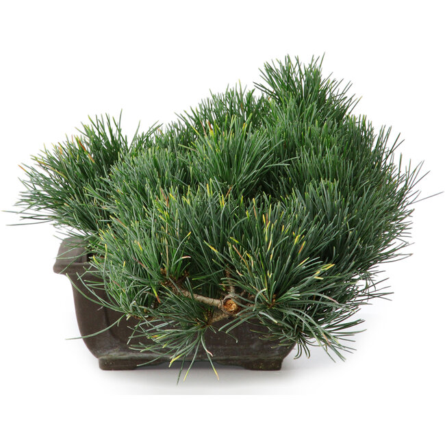 Pinus parviflora, 14,5 cm, ± 20 years old