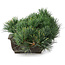 Pinus parviflora, 14,5 cm, ± 20 years old