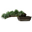 Pinus parviflora, 14,5 cm, ± 20 years old