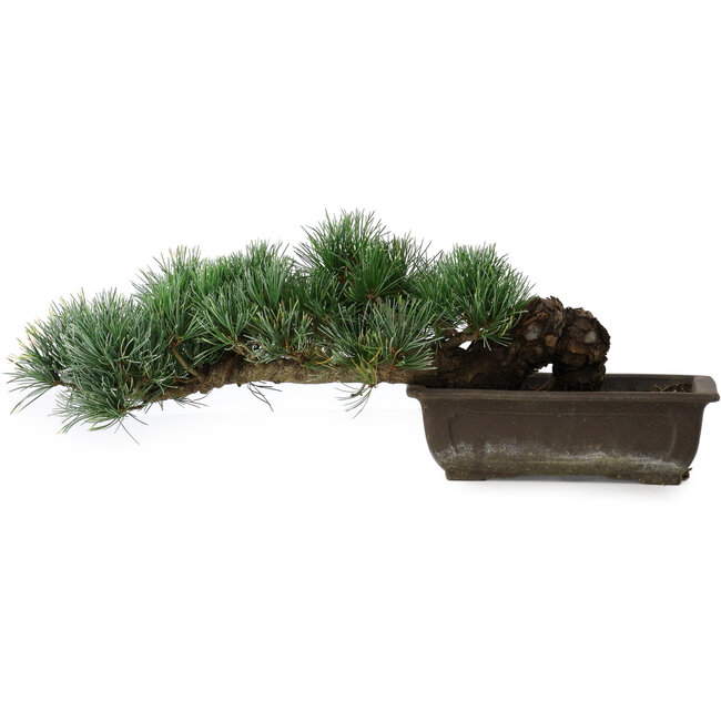 Pinus parviflora, 14,5 cm, ± 20 years old