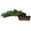 Pinus parviflora, 14,5 cm, ± 20 years old