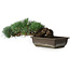Pinus parviflora, 14,5 cm, ± 20 years old