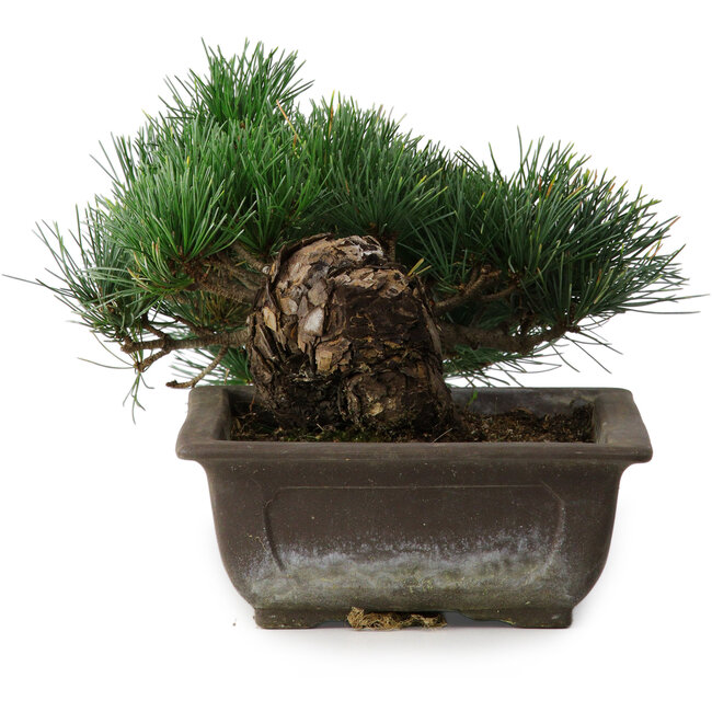 Pinus parviflora, 14,5 cm, ± 20 years old