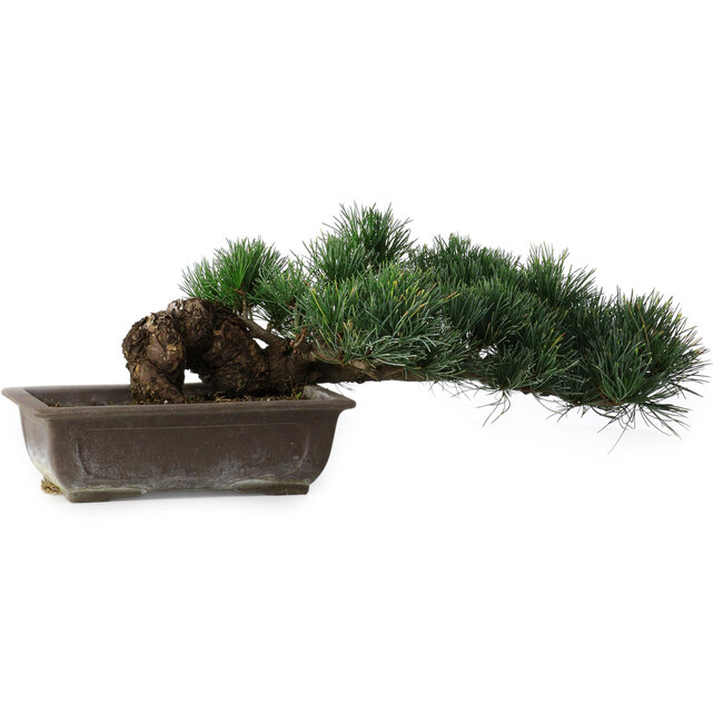 Pinus parviflora, 14,5 cm, ± 20 years old